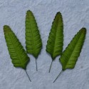 Листики 10 шт. 70мм Green Fern Mulberry Paper Leaves